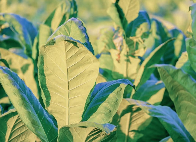 Transformação Digital BAT